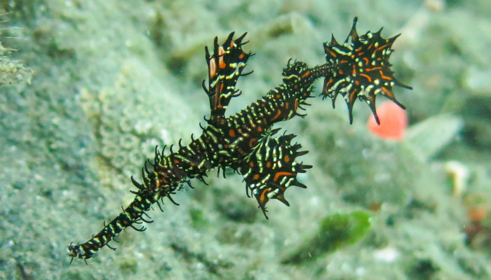 Male Ornate Ghost Pipefish